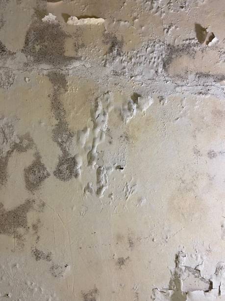 Best Same-Day Mold Removal  in Moultrie, GA