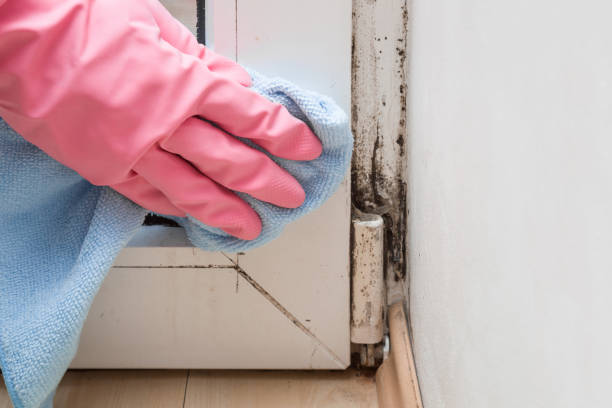 Mold Testing and Removal in Moultrie, GA