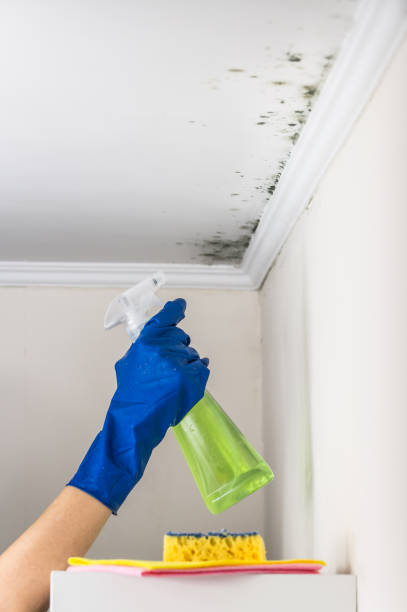 Best Toxic Mold Removal  in Moultrie, GA