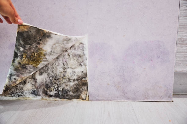 Best Residential Mold Removal  in Moultrie, GA